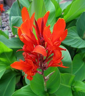 Indisches Blumenrohr (Canna-Hybride).
