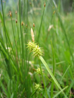 Gelb-Segge (Carex flava s.str. – evtl. var. alpina)