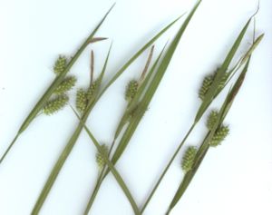 Bleiche Segge (Carex pallescens)