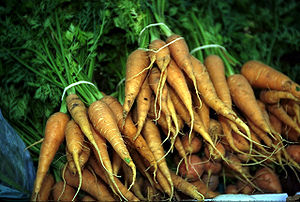 Wurzel der Karotte (Daucus carota)