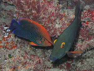 Potters Zwergkaiserfisch (links) mit einem Goldring-Borstenzahndoktorfisch