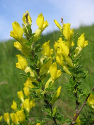 Regensburger Zwergginster (Chamaecytisus ratisbonensis)