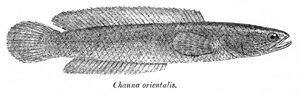 Channa orientalisZeichnung aus Fauna of British India. Fishes.