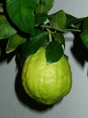 Frucht der Zitronatzitrone