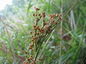 Binsenschneide (Cladium mariscus)