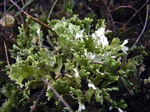 Blättrige Cladonie (Cladonia foliacea)