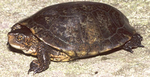 Pazifische Sumpfschildkröte