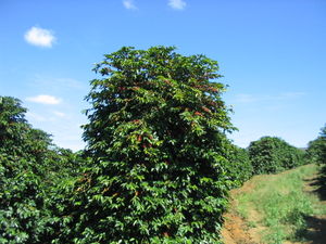 Arabica-Kaffee (Coffea arabica)