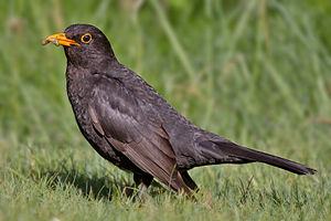 Amsel ♂ (Turdus merula)  Gesang?/i