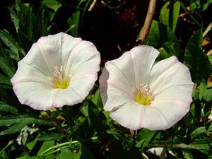 Ackerwinde (Convolvulus arvensis)