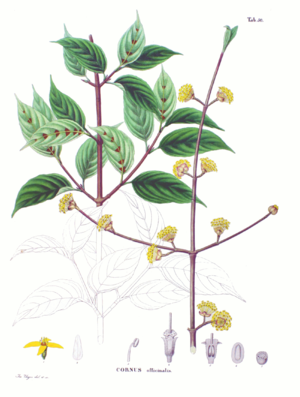 Illustration der Asiatischen Kornelkirsche (Cornus officinalis) in Siebolds und Zuccarinis „Flora Japonica“[1]