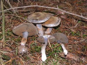 Bitterer Schleimkopf (Cortinarius infractus)