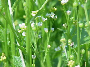 Krambe (Crambe abyssinica)