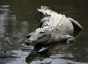 Spitzkrokodil (Crocodylus acutus) in Mexiko