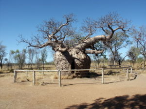 Adansonia gregoriibei Derby in Westaustralien (Boab Prison Tree)