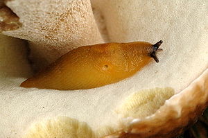 Hammerschnegel (Deroceras sturanyi)