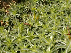 Deuterocohnia lorentziana, kleinbleibende, sukkulente, polsterbildende Art, mit grünlichen Blüten.