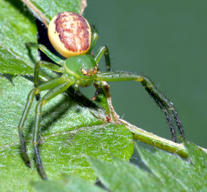 Grüne Krabbenspinne (Diaea dorsata)