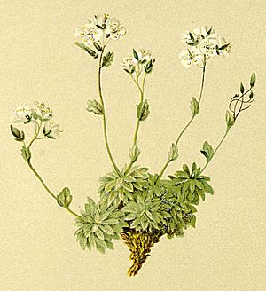 Draba tomentosa Atlas Alpenflora.jpg