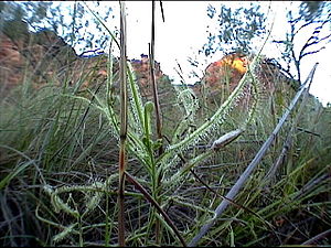 Drosera indica am Standort (Australien)