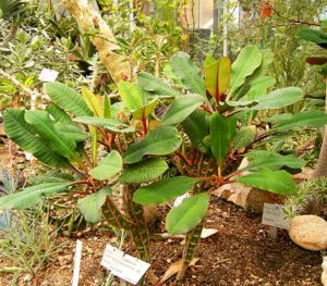 Euphorbia leuconeura – Habitus