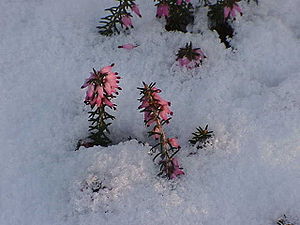 Schneeheide (Erica carnea) im Schnee