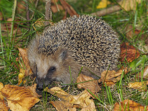 Braunbrustigel (Erinaceus europaeus)