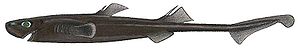 Zylindrischer Laternenhai (Etmopterus carteri)
