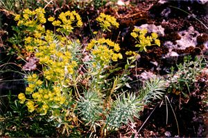 Euphorbia seguieriana 1.jpg
