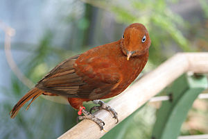 Andenklippenvogel (Rupicola peruviana) ♀