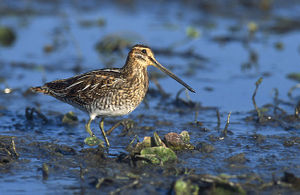 Bekassine (Gallinago gallinago)