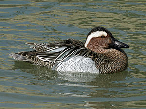 Knäkente ♂ (Anas querquedula)