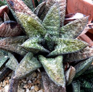 Gasteria batesiana