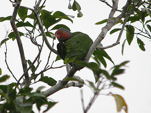 Geoffroyus geoffroyi -Papua New Guinea-6.jpg