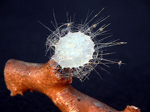 Glassschwamm auf einer Koralle der Gattung Lophelia