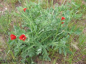 Roter Hornmohn (Glaucium corniculatum)