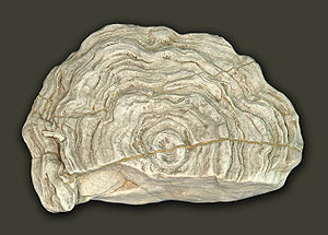Stromatopore aus Gotland; Durchmesser 45 cm.