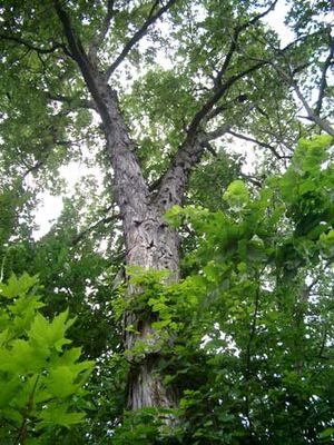 Hickory (Carya sp)