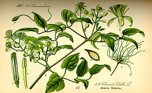 Gewöhnliche Waldrebe (Clematis vitalba), Illustration