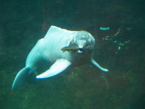 Amazonasdelfin im Duisburger Zoo