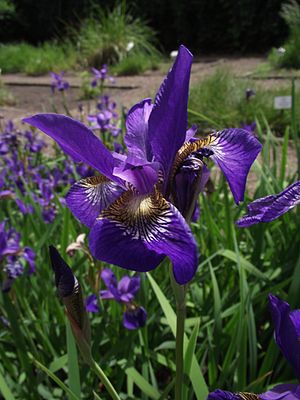 Iris delavayi (2).jpg