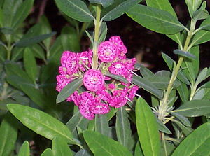 Schmalblättrige Lorbeerrose (Kalmia angustifolia) Sorte 'Rubra'