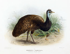 Kangaroo Island Emu.jpg