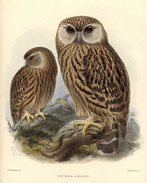 Weißwangenkauz (Sceloglaux albifacies)Illustration John Gerrard Keulemans, aus Ornithological Miscellany, Vol. I, 1875