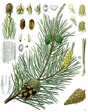 Gemeine Kiefer (Pinus sylvestris), Illustration