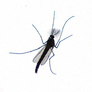 Komar widliszek2.jpg