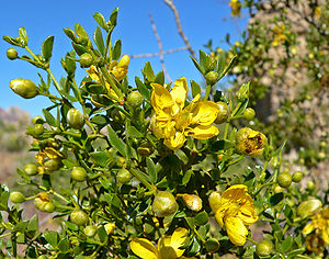 Kreosotbusch (Larrea tridentata)