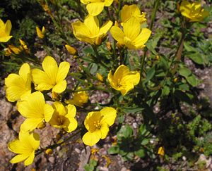 Linum dolomiticum