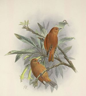 Oahu-Akepakleidervogel (Loxops wolstenholmei)
