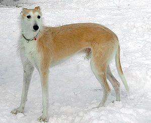 Lurcher